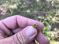 Bidens bigelovii