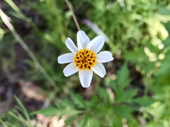 Bidens bigelovii