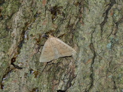 Zanclognatha jacchusalis