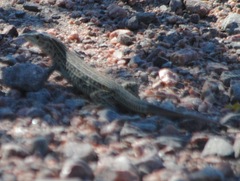 Aspidoscelis neotesselatus