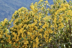 Dendroviguiera quinqueradiata