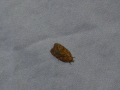 Agonopterix robiniella