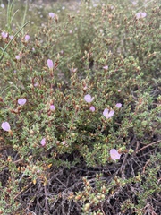 Frankenia pauciflora