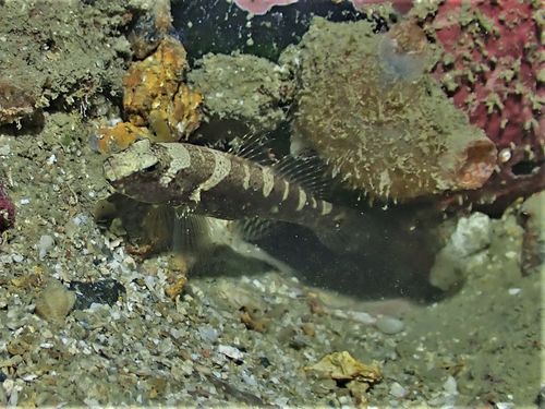 Maude's shrimpgoby (Cryptocentrus maudae) — Gobiidae