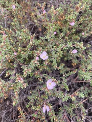 Frankenia pauciflora