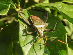 Acanthocephala alata