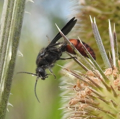 Timulla vagans
