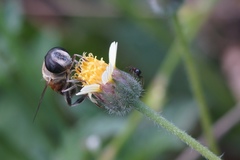 Phytomia