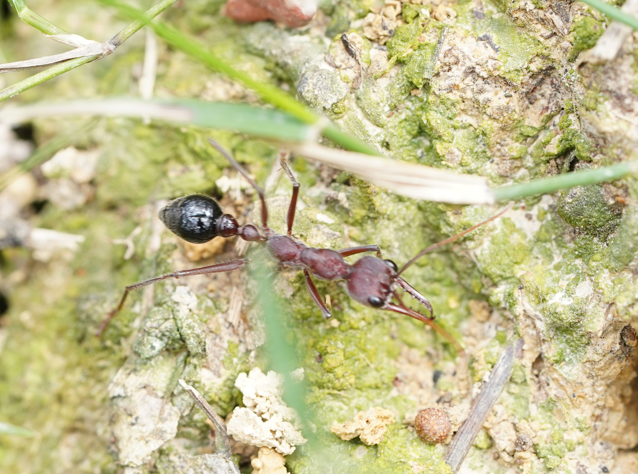 Myrmecia simillima