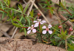 Euryomyrtus ramosissima ramosissima