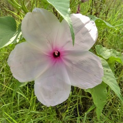 Ipomoea carnea fistulosa
