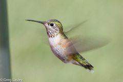 Calliope Hummingbird photo 6