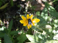 Copestylum mexicanum