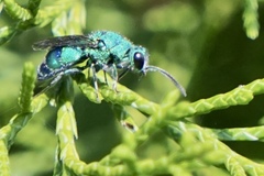 Chrysis conica