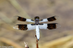 Plathemis subornata