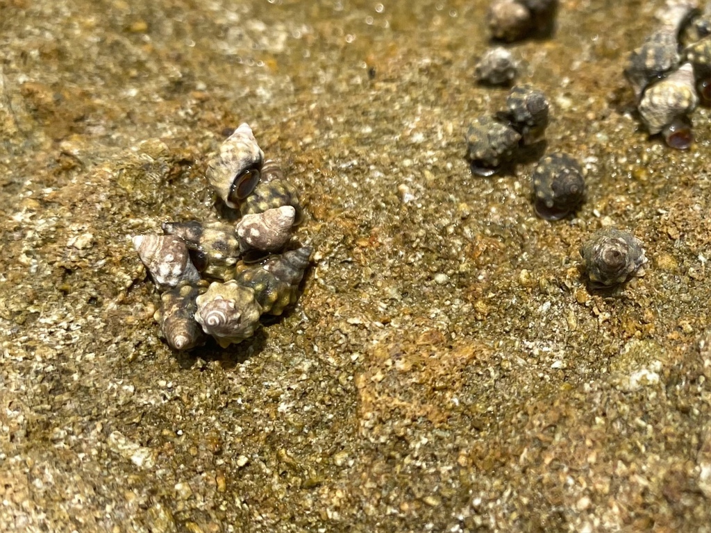 Echinolittorina wallaceana