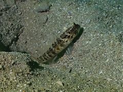 Cryptocentrus sericus