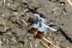 Plathemis subornata