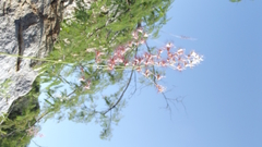 Melinis repens repens