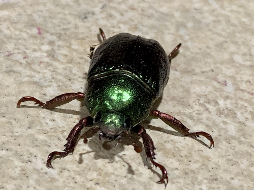 Pelidnota granulata