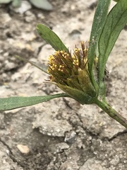 Bidens comosa
