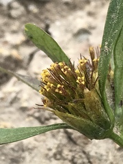 Bidens comosa