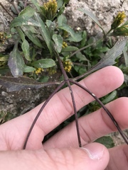 Bidens comosa