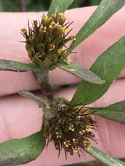 Bidens comosa