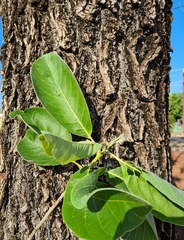 Terminalia platyphylla