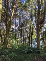 Tsuga chinensis