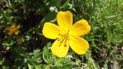 Kallstroemia peninsularis