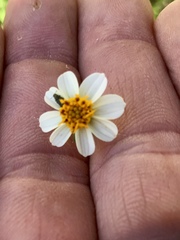 Bidens bigelovii