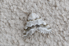 Macaria pallipennata
