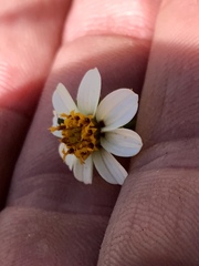 Bidens bigelovii