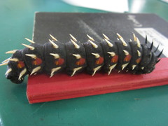 Bunaea alcinoe