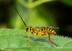 Theronia