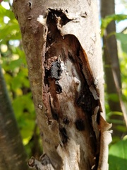 Biscogniauxia repanda