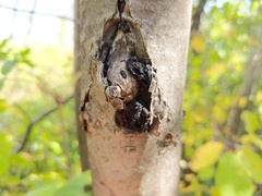 Biscogniauxia repanda