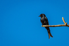 Dicrurus adsimilis fugax