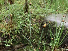 Xyris indica