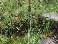 Xyris indica