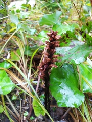 Orobanche flava