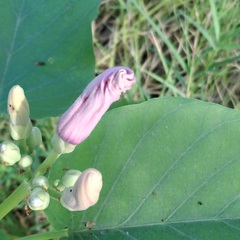 Ipomoea carnea fistulosa