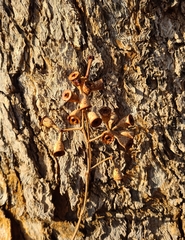 Eucalyptus patellaris