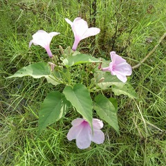 Ipomoea carnea fistulosa