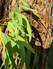 Eucalyptus patellaris
