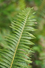Blechnum nudum