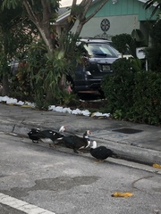 Cairina moschata domestica