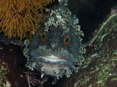 Mottled Warbonnet photo 2