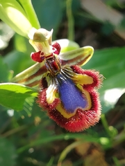 Ophrys speculum speculum
